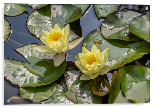 Yellow Water Lilies Acrylic by Keith Douglas