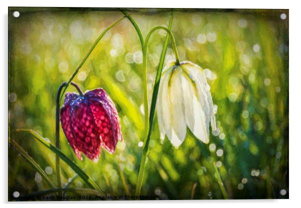 Delicate Spring Flowers on the Meadow Acrylic by Keith Douglas