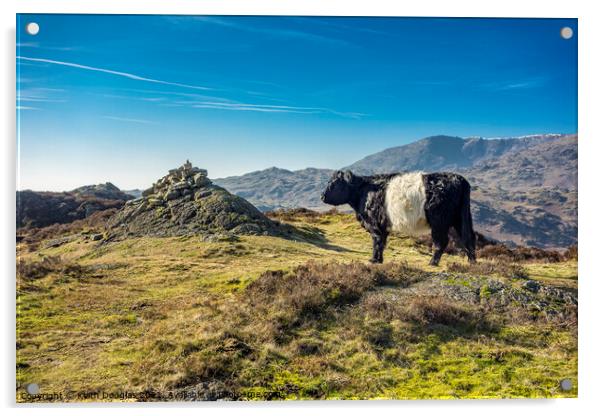 Belted Galloway Cow on Holme Fell Acrylic by Keith Douglas