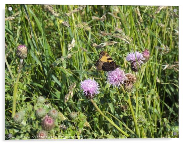 Butterfliy and thistle Acrylic by Peter Orr