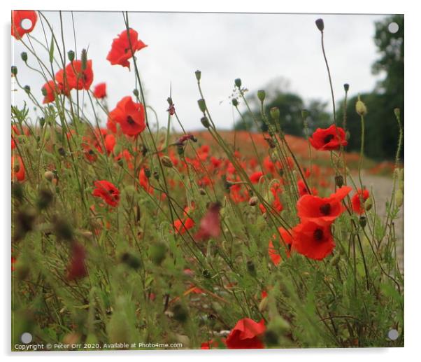 Down amongst the poppies Acrylic by Peter Orr