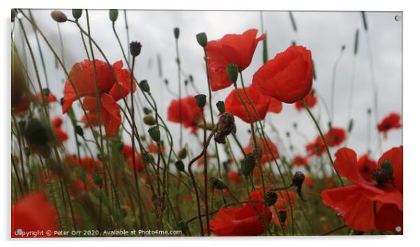 poppies Acrylic by Peter Orr