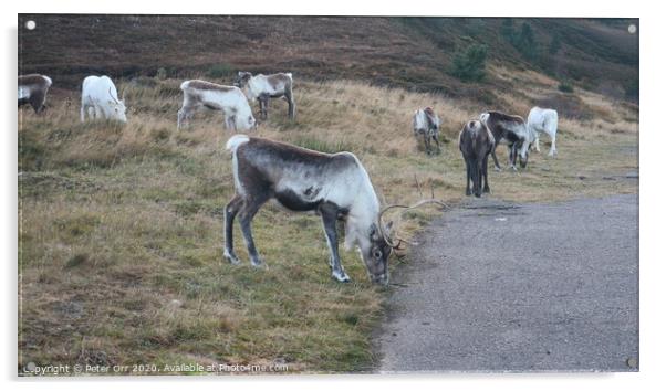 Free roaming reindeer herd Acrylic by Peter Orr
