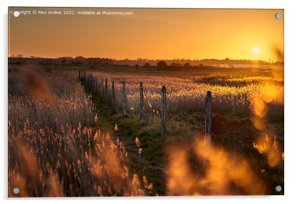 Sunset field Acrylic by Paul Walker