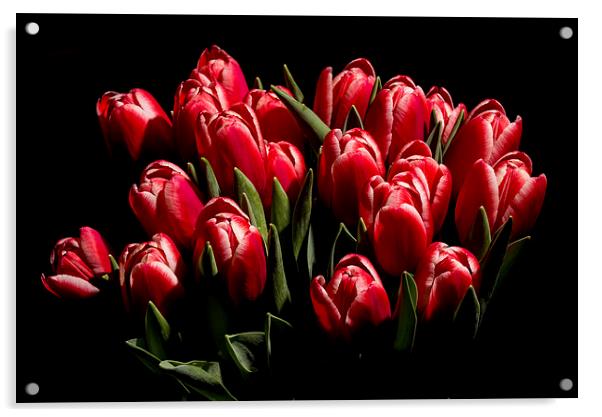 Red tulips Acrylic by Laco Hubaty