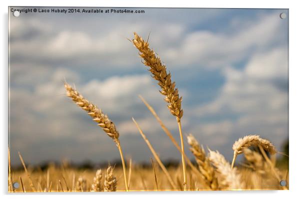 Wheat field Acrylic by Laco Hubaty