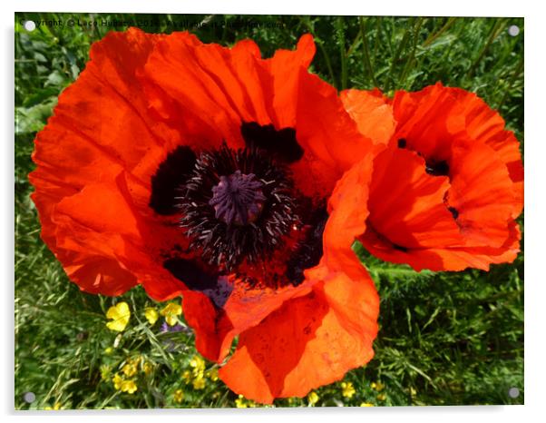 Poppies Acrylic by Laco Hubaty