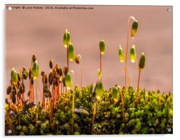 Mini plants Acrylic by Laco Hubaty