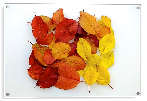 Autumn Platter Acrylic by Adrian Bollans