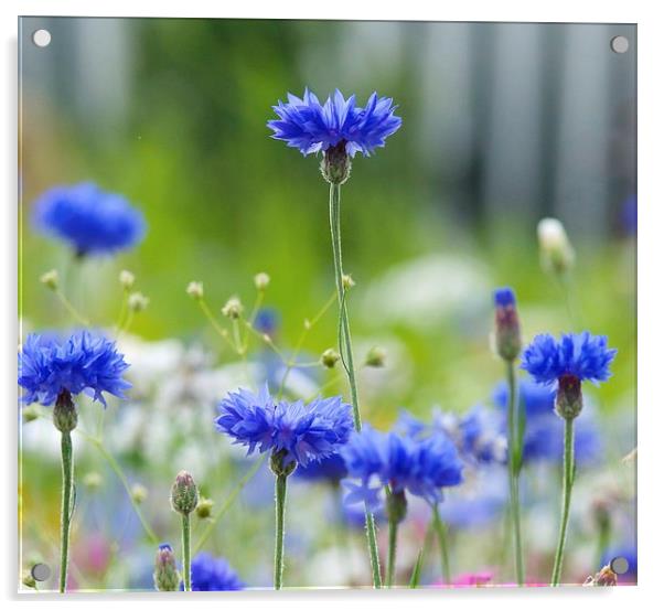 Cornflower blue flower Acrylic by Maggie Railton