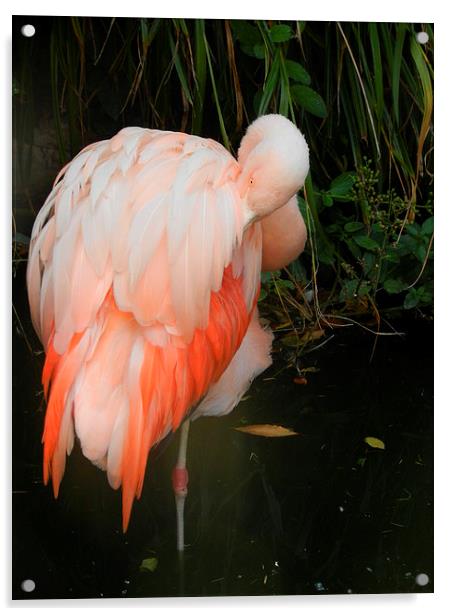 Flamingo Acrylic by Carmel Fiorentini