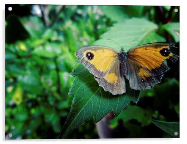 Butterfly Acrylic by Carmel Fiorentini