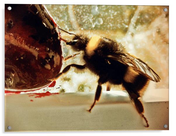 Bee Acrylic by Carmel Fiorentini