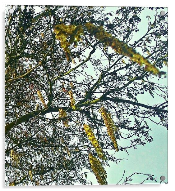  Blossoming Catkins.. Acrylic by Carmel Fiorentini