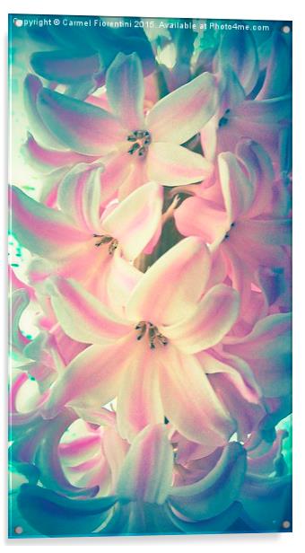  Hyacinth Acrylic by Carmel Fiorentini