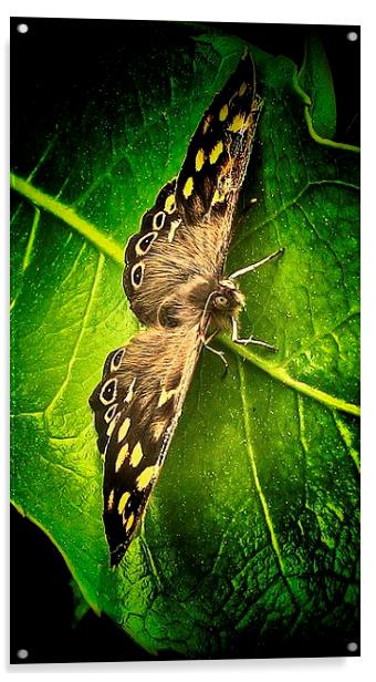  Woodland Butterfly Acrylic by Carmel Fiorentini