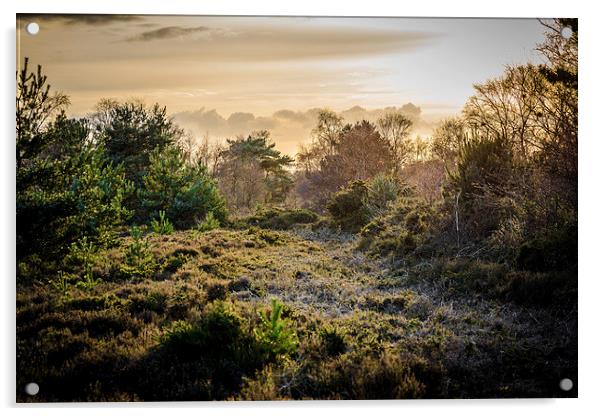 Hazy Sunset Over Kelling Heath Acrylic by matthew  mallett