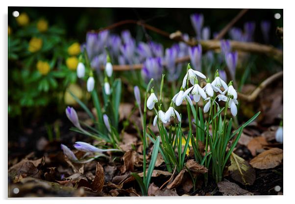 Spring has sprung in Norfolk Acrylic by matthew  mallett