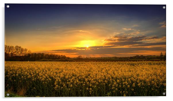 Sunset over the Yellow Fields Acrylic by matthew  mallett