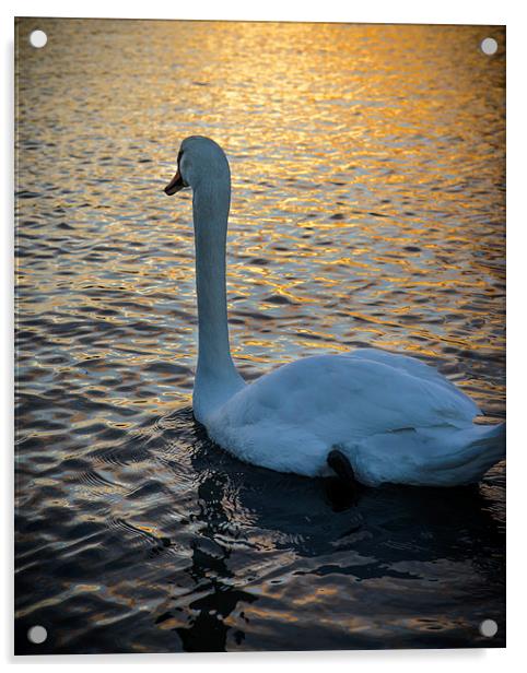 Swan Watching the Sunset Acrylic by matthew  mallett