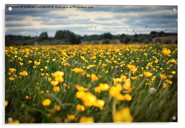  Sea of Buttercups Acrylic by matthew  mallett