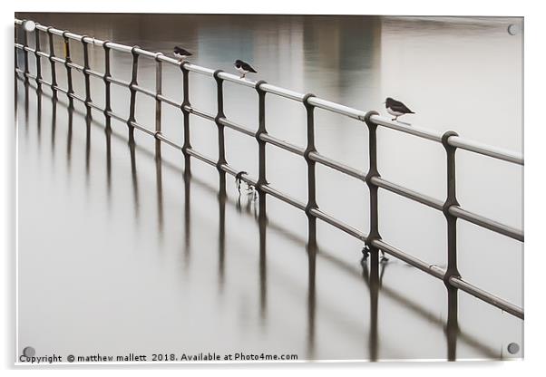 Three Wise Oystercatchers at Brightlingsea Acrylic by matthew  mallett