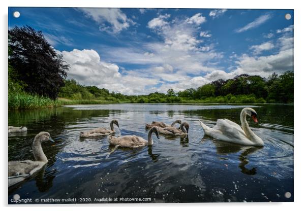 The Swans Of Selbrigg Lake 1 Acrylic by matthew  mallett