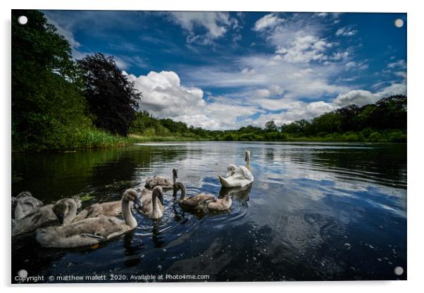 Selbrigg Lake Swans 2 Acrylic by matthew  mallett