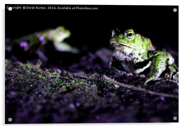 Toads @ night Acrylic by Derek Burton