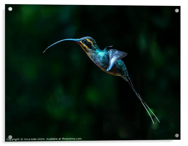 Green Hermit Hummingbird in Flight Acrylic by Inca Kala