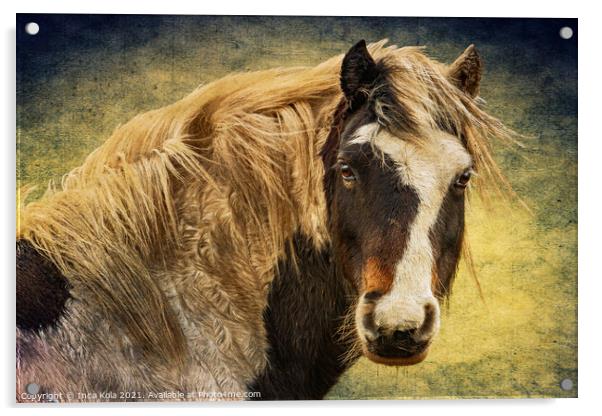 Harris The Horse and His Mane Acrylic by Inca Kala