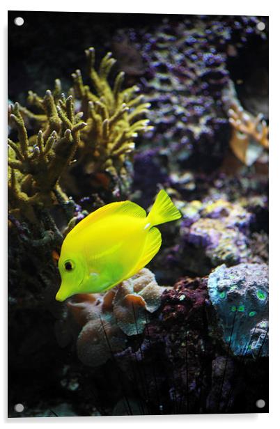 Yellow Marine Fish amongst coral Acrylic by anna collins