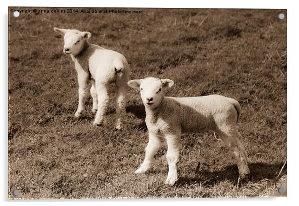  Newborn twin lambs in Sepia Acrylic by anna collins