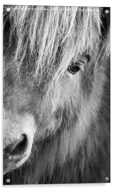 Shetland Pony Acrylic by Stewart Nicolaou