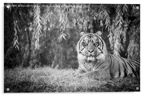 Beautiful Sumatran Tiger  Acrylic by Stewart Nicolaou
