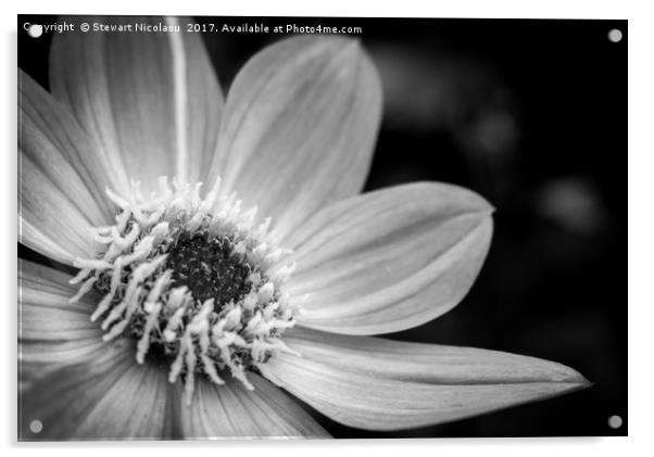 The Dahlia Flower Acrylic by Stewart Nicolaou
