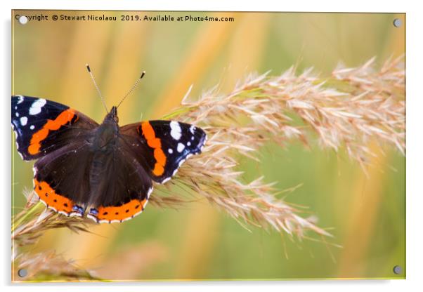 The Red Admiral Buterfly Acrylic by Stewart Nicolaou