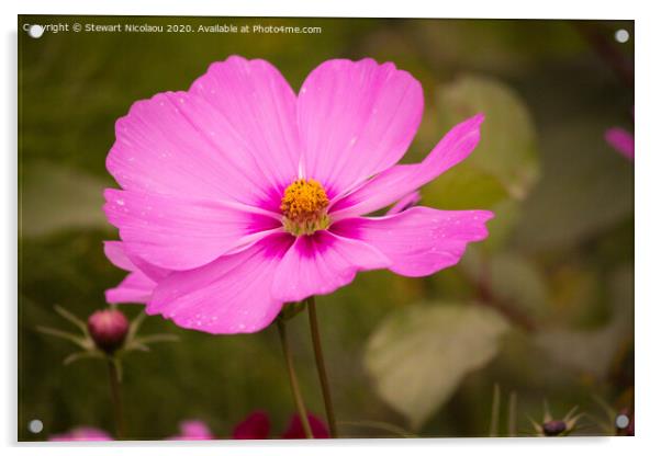 A Single Vibrant cosmos bipinnatus flower Acrylic by Stewart Nicolaou