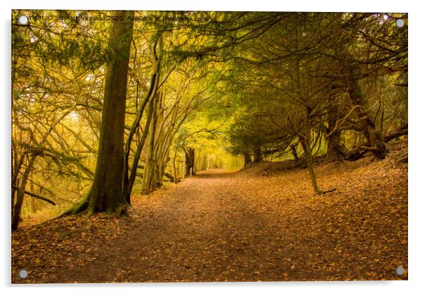 Autumnal Woodland walk  Acrylic by Stewart Nicolaou