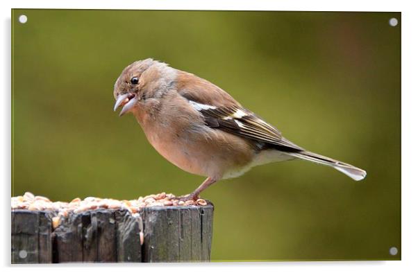 Female Chaffinch Feeding Acrylic by Lindsay Read