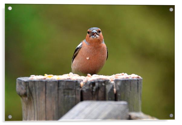 Male Chaffinch Feeding Acrylic by Lindsay Read