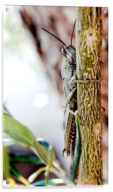 Grasshopper Acrylic by Luís Barriga