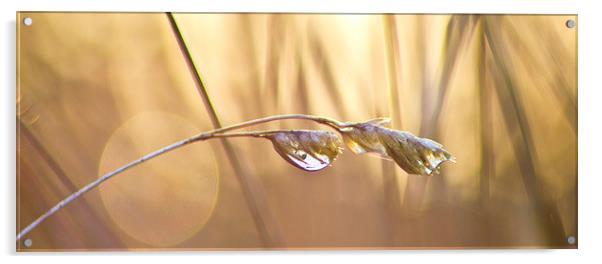 Dew drops Acrylic by Colin Brittain