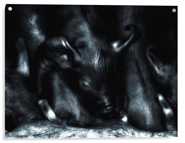 Piglets at Folly Farm Acrylic by Mark Williams