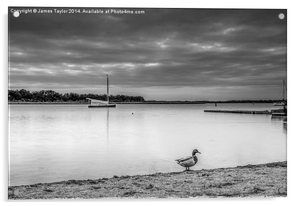  Lone Duck, Hickling Broad Acrylic by James Taylor