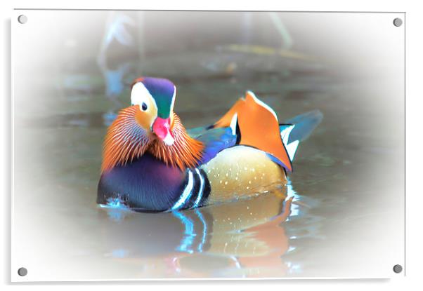  Mandarin Duck Acrylic by Jason Moss