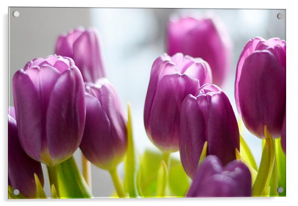  Tulips Acrylic by Jason Moss