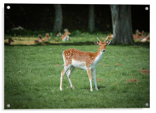  Oh Deer Acrylic by Jason Moss