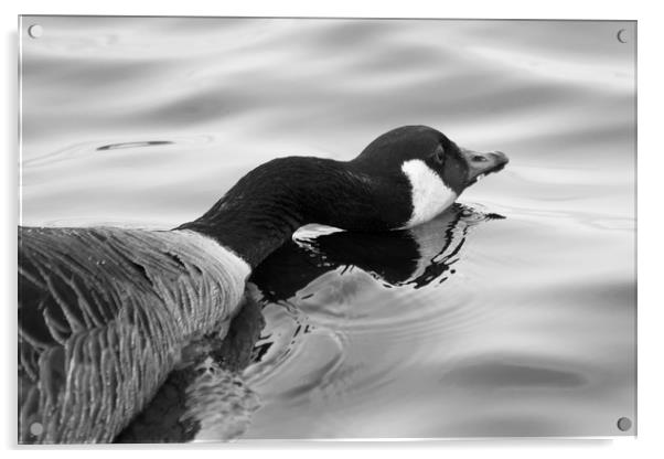Long Necked Goose Acrylic by Jason Moss