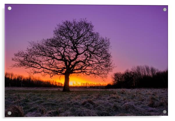 Lone Tree Sunrise Acrylic by Jason Moss